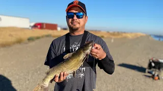 Catching California Aqueduct Catfish. Bait and wait in the sun.