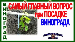 🍇 И не думайте сажать виноград, пока не решите этот вопрос. Глубина посадки для средних широт.