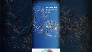 Amoeba Under Pressure: Microscopic Drama Unveiled! 💥🔍