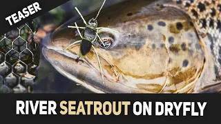 Teaser - Dry Fly Sea Trout Fishing In Rivers - Fly Fishing In Denmark