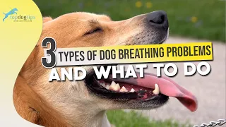 3 Types of Dog Breathing Problems and What to Do