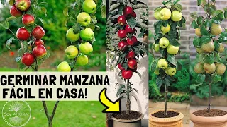 Tendrás TU ÁRBOL de MANZANAS en MACETA!! Como Germinarla desde una fruta y Plantarla🌱🍎🍏