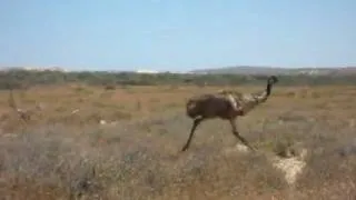 Running emu