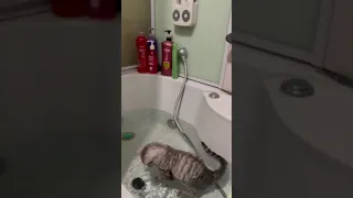 Кот купается в ванной и не боится воды