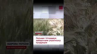 🌾 Польща і Угорщина наклали ЕМБАРГО на українське ЗЕРНО!