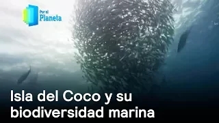 Por el Planeta: Biodiversidad marina, tesoro de Isla del Coco - Despierta con Loret