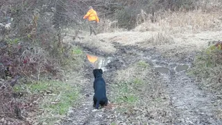 NJEMAČKI  LOVNI  TERIJER  INGO TRENING-  SLOBODAN ZA PRODAJU  -+385 981641078