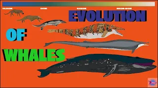 EVOLUTION OF WHALES English | @PrehistoricWhale @Whales