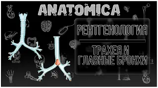 Трахея и главные бронхи анатомия / Компьютерная томография / Рентгенология