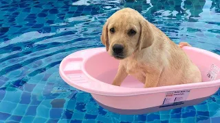 Funniest & Cutest Labrador Puppies #3 - Funny Puppy Videos 2020