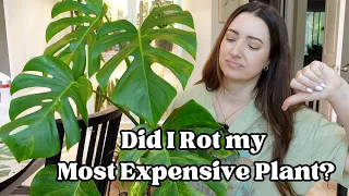 Soil Mix Disaster :( Repotting my Monstera Aurea and Updated Soil Recipe!