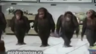 Прикольное поздравление от танцующих обезьян. Смешно!
