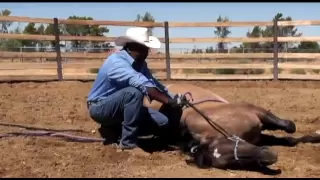 How to Lay Down a Horse: For Wild, Aggressive or "Un-trainable" Horses (NOT a trick training video)