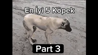 En iyi 5 Köpek 3. Bölüm