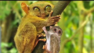 TARSIER CAN GO WILD I THE SMALLEST NINJA IN THE WORLD, MUST SEE!