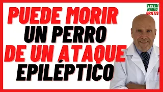 🔴 Puede Morir un Perro de un Ataque Epiléptico  🔴 Qué hacer ante un Ataque de Epilepsia en Perros