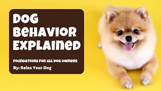 Dog Behavior Explained @relaxyourpetdog