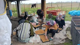 Planting rice sprouts in the farm with a rural lifestyle