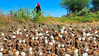 it's amazing! a female fisherman Harvest duck eggs and snails a lot at field near the road by hand