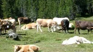 vaches.AVI