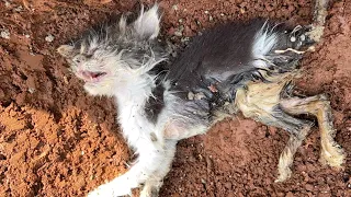 Poor baby kitten dies, found on a small street