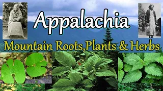 Appalachia Mountain Roots Plants and Herbs