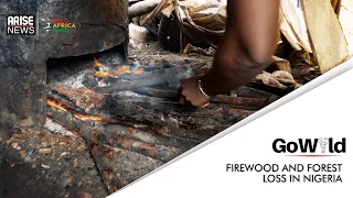 Firewood and Forest Loss in Nigeria - Go Wild