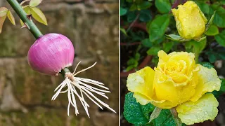 Very happy!!The method of growing roses with onions was 100% successful | Grow roses from branches