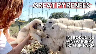 Introducing A New Great Pyrenees Puppy To Our Small Farm