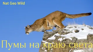 Nat Geo Wild. Пумы на краю света.