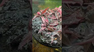 Did you know that Cryptocoryne Flamingo was created in a lab?