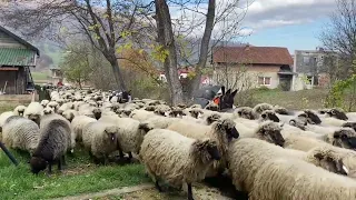 Čobani - Shepherds at Goduša nr. Visoko, Bosnia