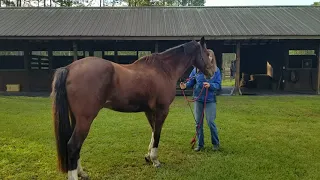 Calming the Agitated and Anxious Horse to get through a massage therapy or bodywork therapy session.