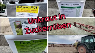 Unkrautbekämpfung in Zuckerrüben