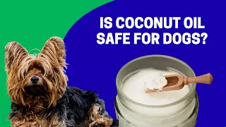 Is Coconut Oil Safe for Dogs?