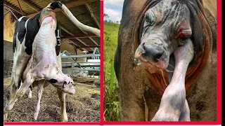 Cesarean in cow - Cesárea en vaca- Kaiserschnitt bei Kuh- Cesárea em vaca- Keisersnitt - سزارين