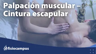 Anatomía palpatoria de los músculos de la cintura escapular