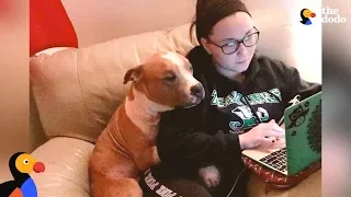 Dog Whose Photo Went Viral Has Sweetest Adoption Story - RUSS UPDATE | The Dodo