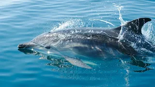Dolphin sounds. Sounds of nature. Успокаивающие звуки дельфинов.