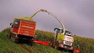 Mais 2020 : Egide London in the mud / Claas Jaguar 980 / John Deere 8R / 6R / 7530 / Maisernte/Maize