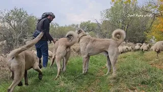 كلب يتعارك مع الذيب