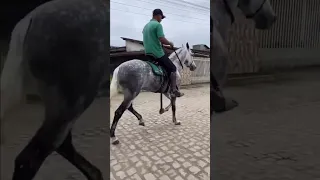 Marcha Picada -- Mangalarga Marchador