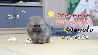 ปอมเมอเรเนียน #ปอม #Pomeranian #ปอมเมอเรเนียน #pom