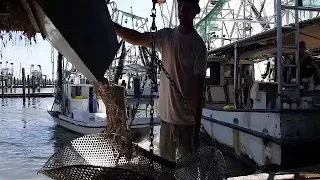 Louisiana Shrimp  - First Catch of the May Season -  Brown shrimp season