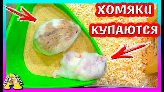 Хомяки купаются / Как назвали хомячат? / Уборка у хомяков кемпбелла / Alisa Easy Pets