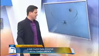 Predador de aranha marrom