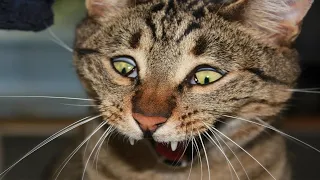 Смешные коты и кошки 2021 Лучшие приколы про кошек и котов. Funny Cats #4