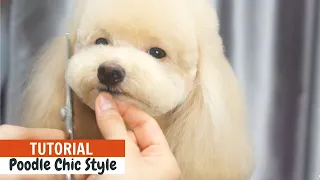 TOY POODLE Asian Fusion Grooming Chic Style WITH EASY GROOMING TIPS Tutorial | ASIAN CUTE DOGS