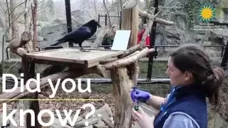 #ZooEnrichment: How is a Raven Like an Artist?