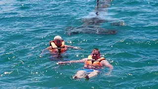 One of the WORST Hammerhead Shark Attacks of All Time!